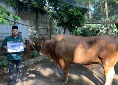 Bagikan Daging Qurban Senilai Rp50 Miliar, LDII Jakarta Perkuat Kepedulian Sosial