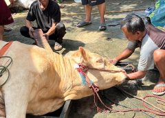 Idul Adha 1447 H; Warga LDII Bendungan Hilir Tebar Daging Kurban ke Panti Asuhan